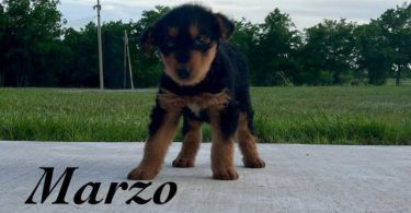 3 male 2 female Airedale terrier puppies