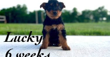 3 male 2 female Airedale terrier puppies