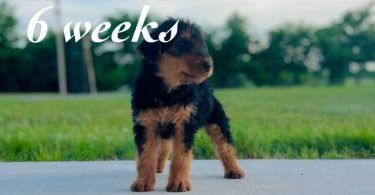 3 male 2 female Airedale terrier puppies