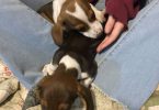 Mini dachshund puppies