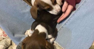 Mini dachshund puppies
