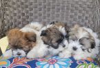 3 Malti-poo puppies available