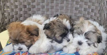 3 Malti-poo puppies available