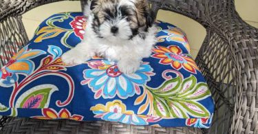 3 Malti-poo puppies available