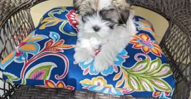 3 Malti-poo puppies available
