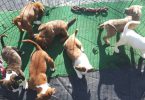 Amstaff mix puppies for adoption