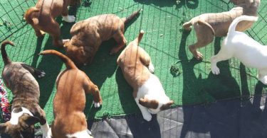 Amstaff mix puppies for adoption
