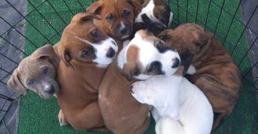 Amstaff mix puppies for adoption