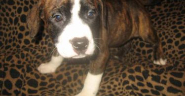 Amstaff mix puppies for adoption