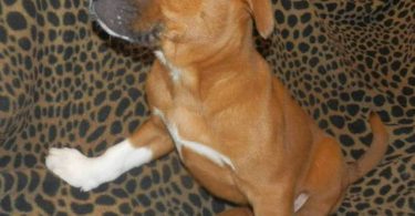 Amstaff mix puppies for adoption