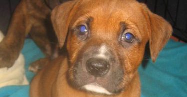Amstaff mix puppies for adoption