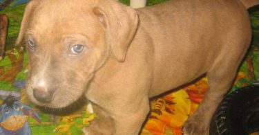 Amstaff mix puppies for adoption