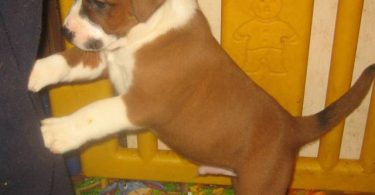 Amstaff mix puppies for adoption