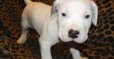Amstaff mix puppies for adoption