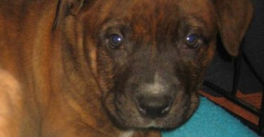 Amstaff mix puppies for adoption
