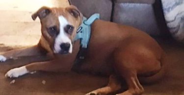 Amstaff mix puppies for adoption