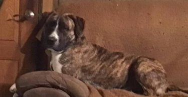 Amstaff mix puppies for adoption