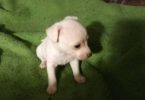 Small Chihuahua puppies