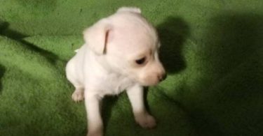 Small Chihuahua puppies