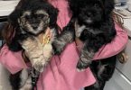 4 Havachon puppies for sale