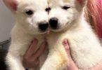 Purebred White Siberian Husky puppies