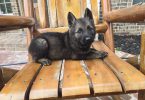 DDR Czech GSD puppies for sale