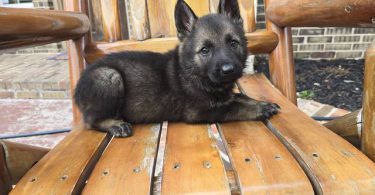 DDR Czech GSD puppies for sale