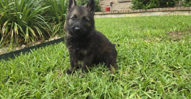 DDR Czech GSD puppies for sale