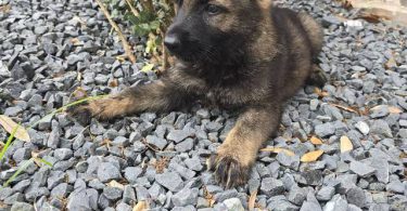DDR Czech GSD puppies for sale