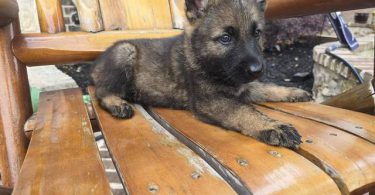 DDR Czech GSD puppies for sale