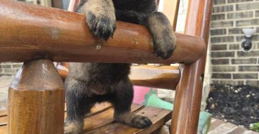 DDR Czech GSD puppies for sale
