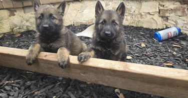 DDR Czech GSD puppies for sale