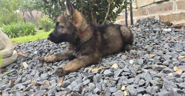 DDR Czech GSD puppies for sale