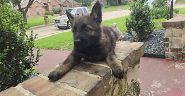 DDR Czech GSD puppies for sale