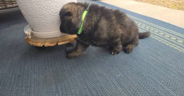DDR Czech GSD puppies for sale