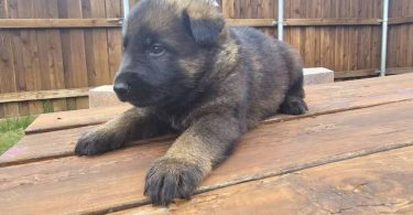 DDR Czech GSD puppies for sale