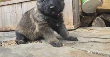 DDR Czech GSD puppies for sale