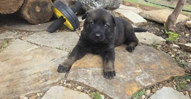 DDR Czech GSD puppies for sale