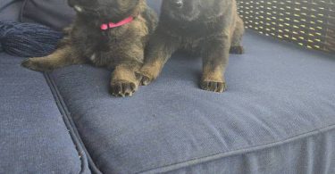 DDR Czech GSD puppies for sale