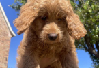 4 female Goldendoodles