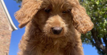 4 female Goldendoodles