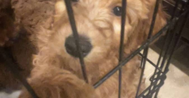 4 female Goldendoodles