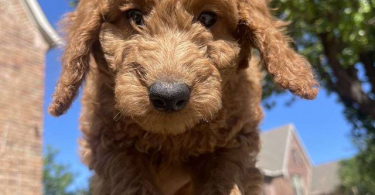 4 female Goldendoodles