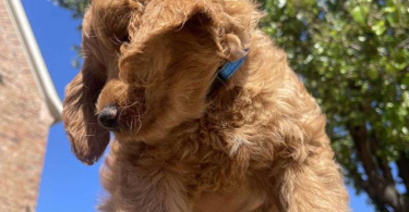 4 female Goldendoodles