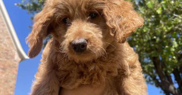4 female Goldendoodles