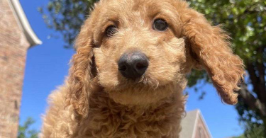 4 female Goldendoodles