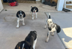 8 weeks old Bluetick/Walker Hound puppies