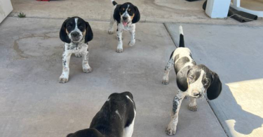 8 weeks old Bluetick/Walker Hound puppies