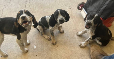 8 weeks old Bluetick/Walker Hound puppies