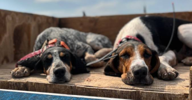 8 weeks old Bluetick/Walker Hound puppies